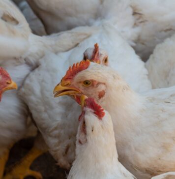 Indonesian broiler farmers warn of bankruptcy risk as feed costs rise