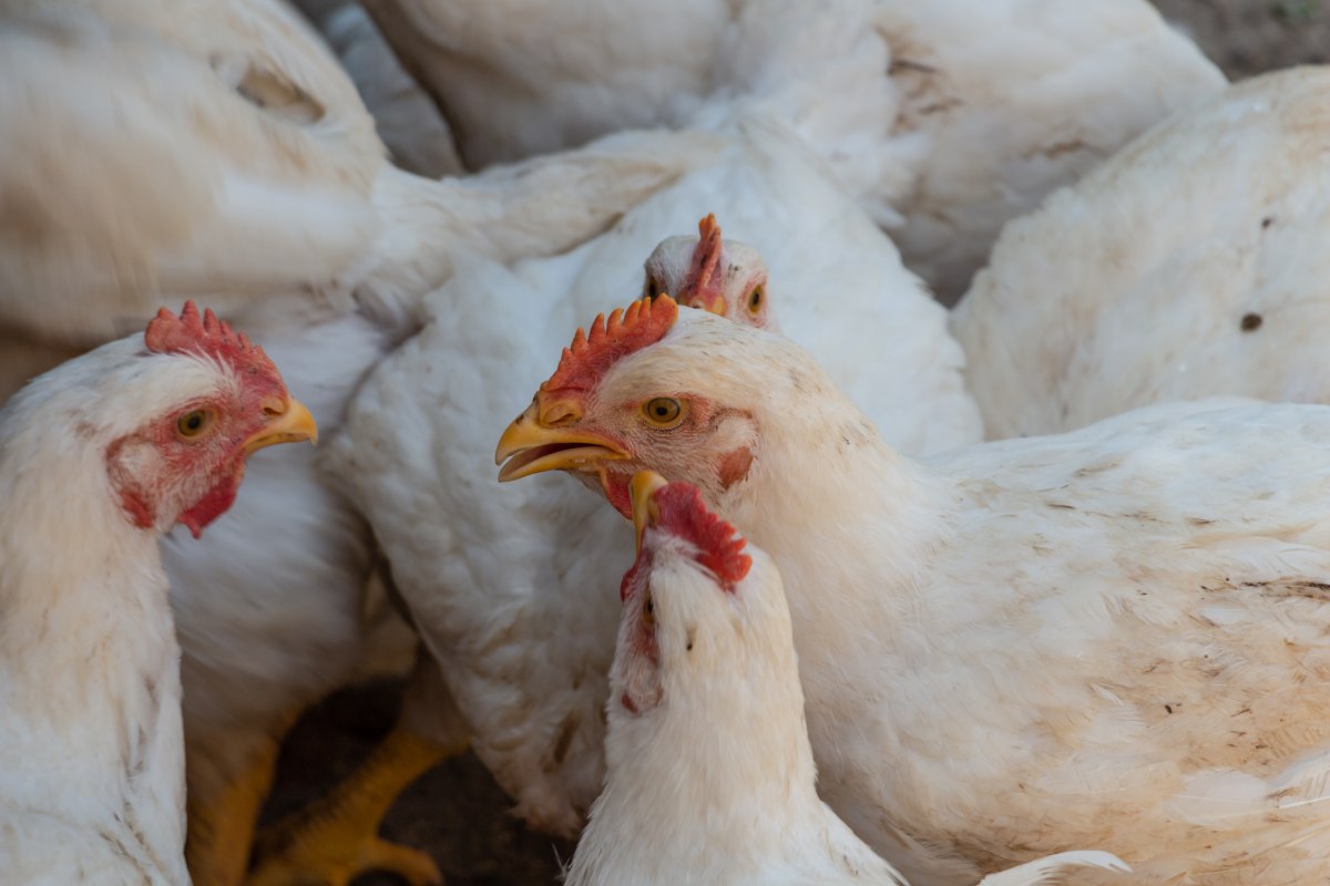 Indonesian broiler farmers warn of bankruptcy risk as feed costs rise