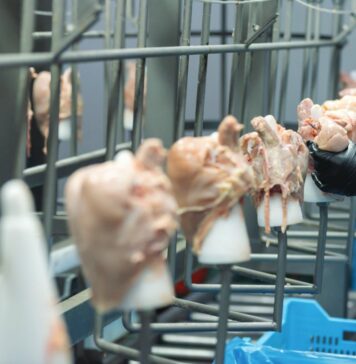 China’s poultry industry is redefining its role in the global value chain