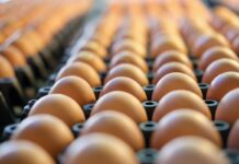 Thailand asks firms to cut egg exports by up to 50% after floods kill millions of hens