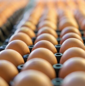 Thailand asks firms to cut egg exports by up to 50% after floods kill millions of hens