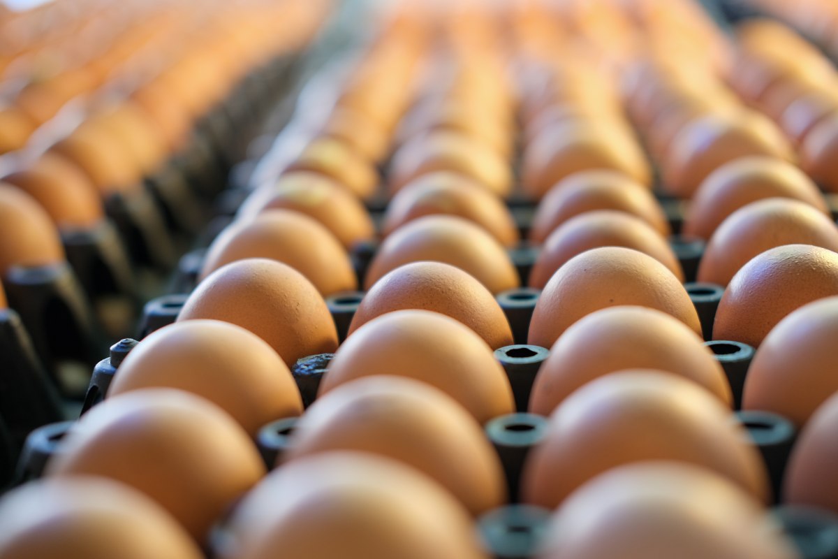 Thailand asks firms to cut egg exports by up to 50% after floods kill millions of hens