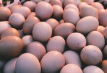 APHA urges vigilance as Salmonella threat persists in Great Britain