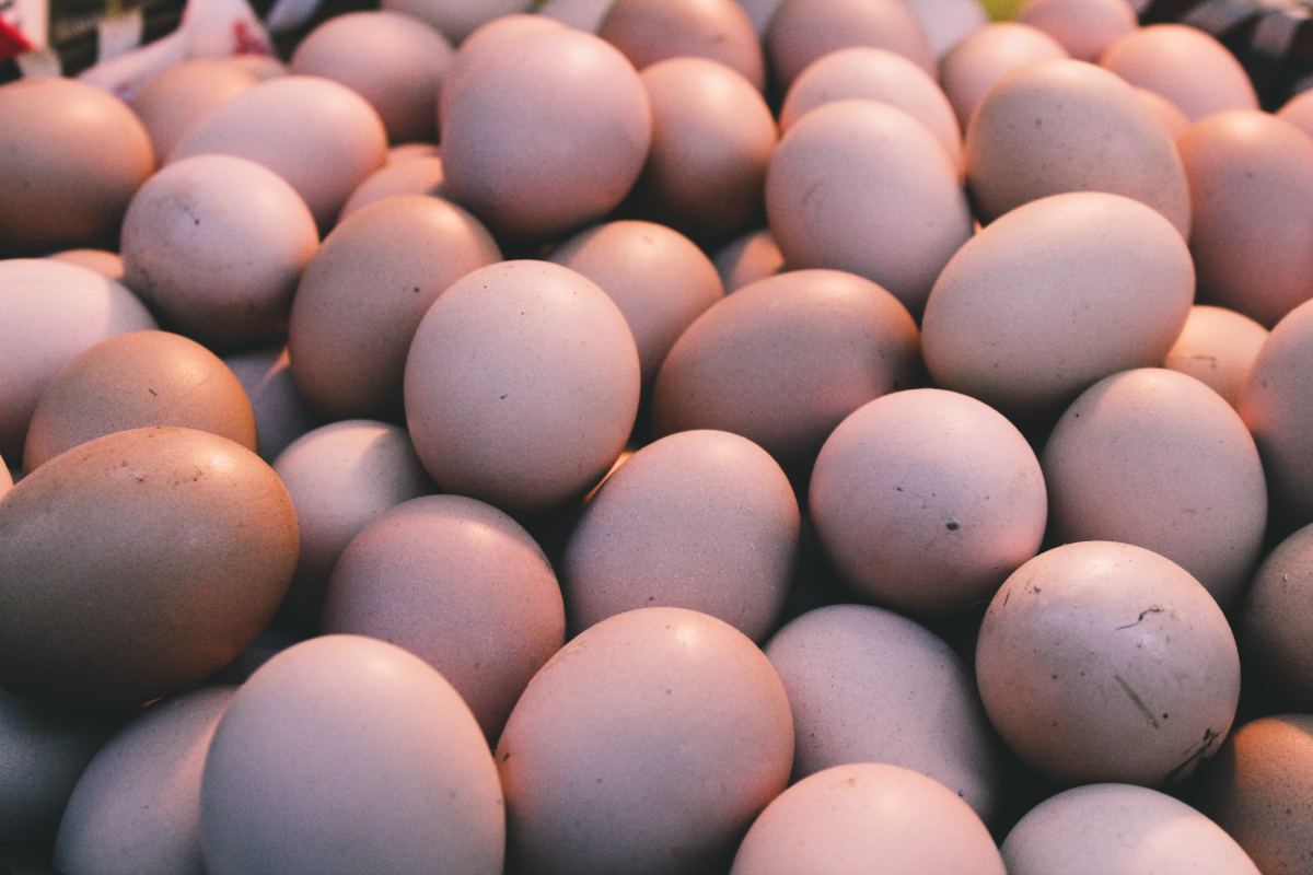 APHA urges vigilance as Salmonella threat persists in Great Britain