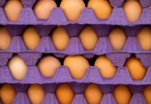 Japan’s egg prices at record highs amid rising feed costs and avian influenza concerns