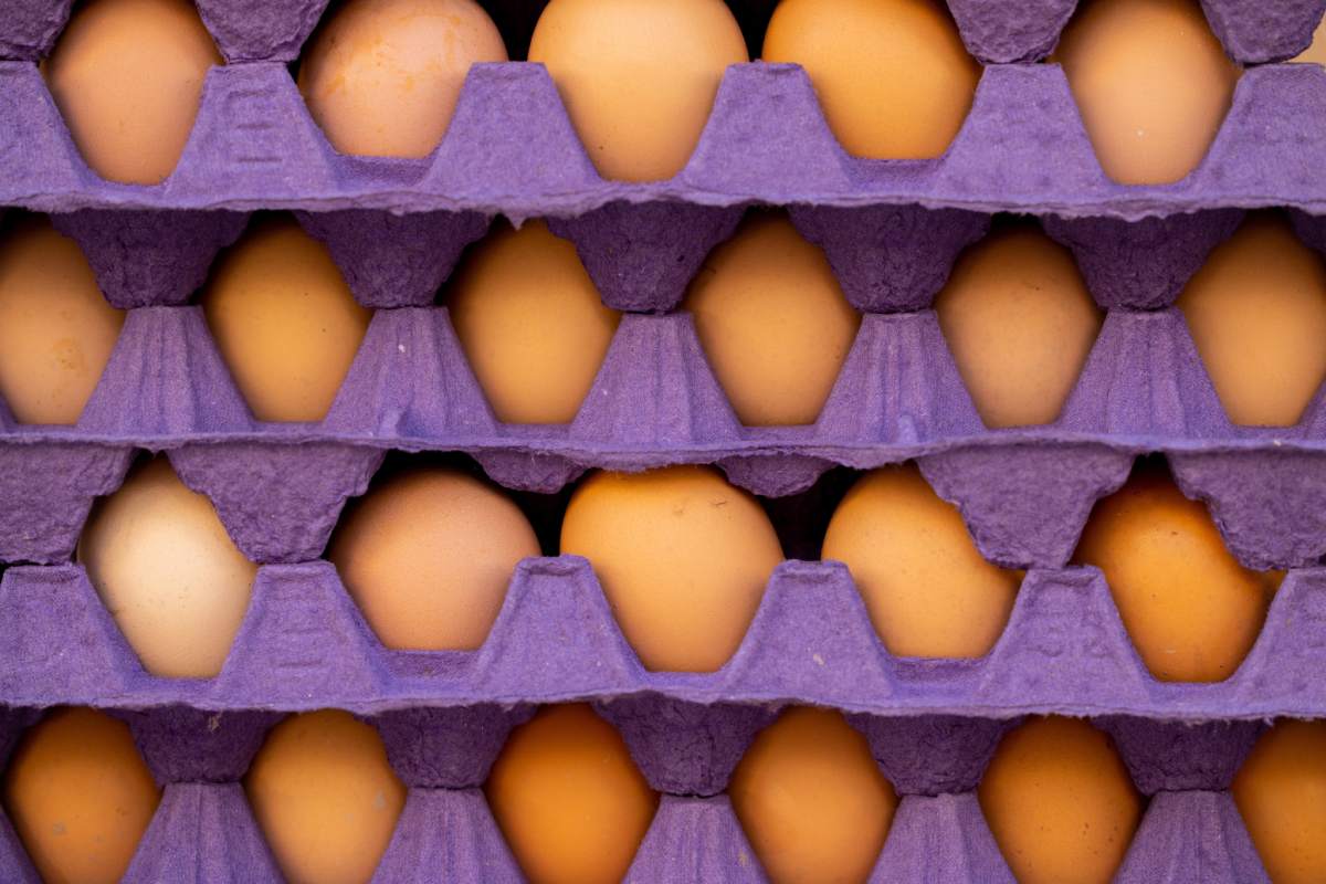 Japan’s egg prices at record highs amid rising feed costs and avian influenza concerns
