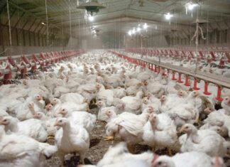 Poultry farming emissions: new EU rules from 2030
