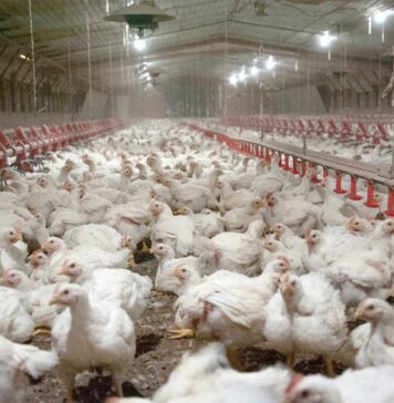 New EU emission rules to cover almost twice as many poultry farms