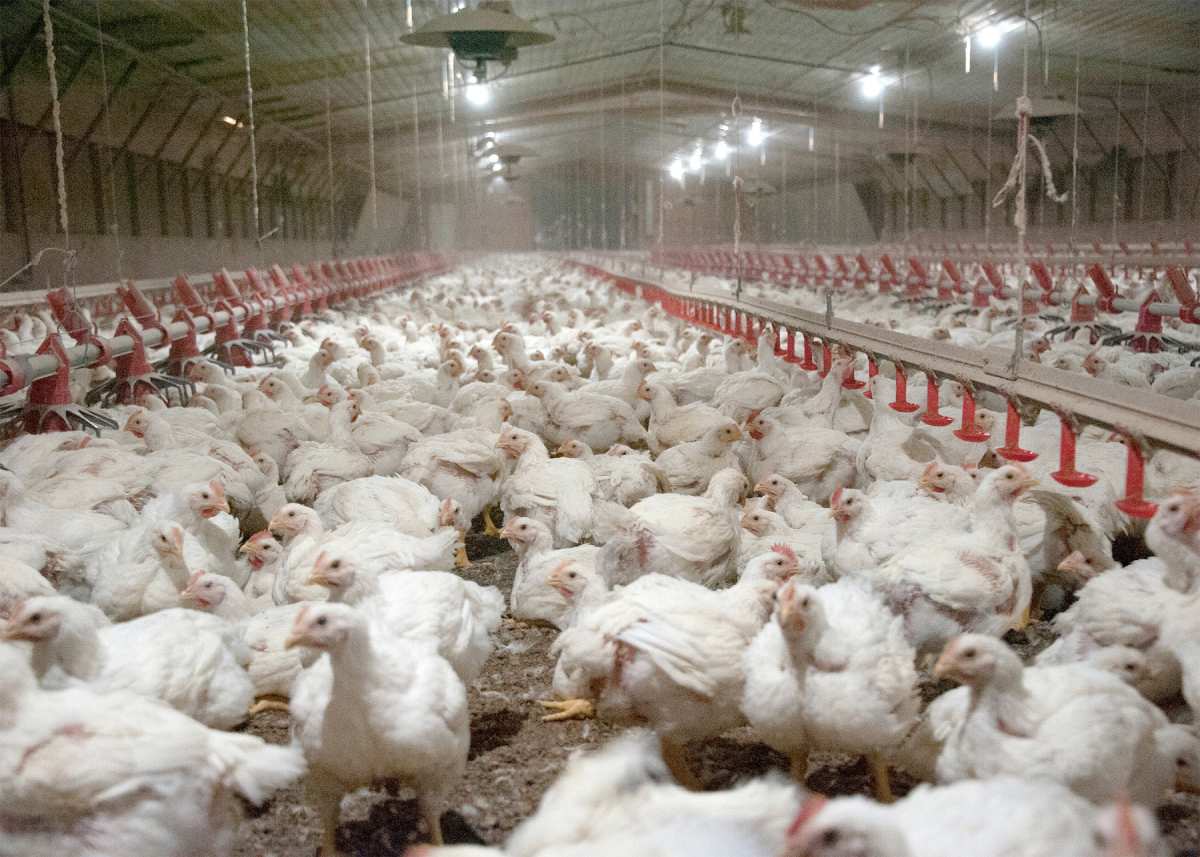 New EU emission rules to cover almost twice as many poultry farms