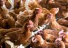 Netherlands orders commercial poultry indoors after three avian flu outbreaks