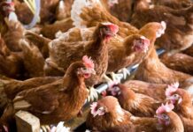 Netherlands orders commercial poultry indoors after three avian flu outbreaks