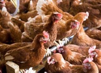 Netherlands orders commercial poultry indoors after three avian flu outbreaks