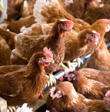 Netherlands orders commercial poultry indoors after three avian flu outbreaks