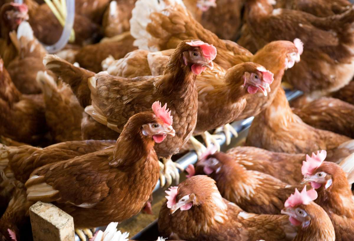 Netherlands orders commercial poultry indoors after three avian flu outbreaks