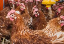 Butyrate in layer diets: positive pooled effects, wide variation between studies