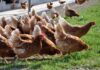 H5N1 avian influenza hits 32,000-hen farm in England