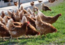 H5N1 avian influenza hits 32,000-hen farm in England