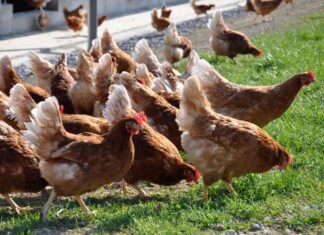 H5N1 avian influenza hits 32,000-hen farm in England