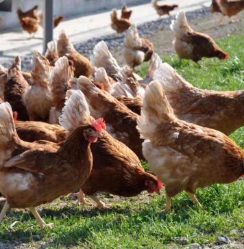 H5N1 avian influenza hits 32,000-hen farm in England