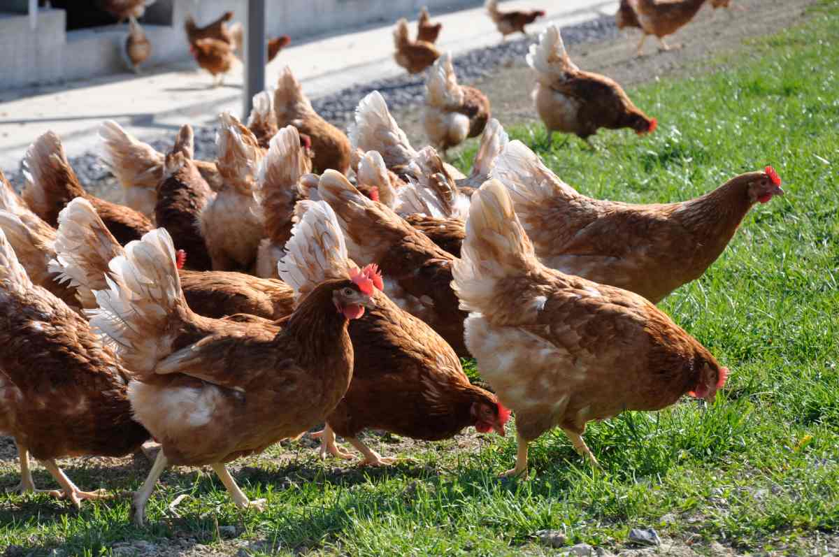 H5N1 avian influenza hits 32,000-hen farm in England