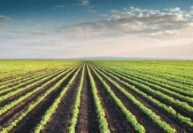 The impact of geographic origin on the nutritional profile and protein quality of soybean meal