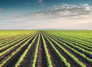 The impact of geographic origin on the nutritional profile and protein quality of soybean meal