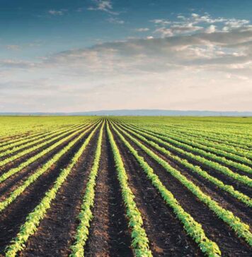 The impact of geographic origin on the nutritional profile and protein quality of soybean meal