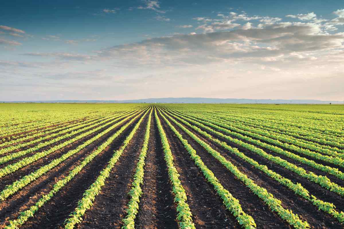 The impact of geographic origin on the nutritional profile and protein quality of soybean meal
