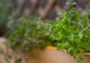 Thyme leads poultry herb research, while evidence on antimicrobial resistance remains limited