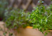 Thyme leads poultry herb research, while evidence on antimicrobial resistance remains limited