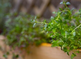 Thyme leads poultry herb research, while evidence on antimicrobial resistance remains limited