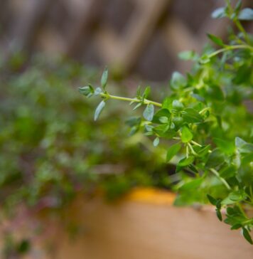 Thyme leads poultry herb research, while evidence on antimicrobial resistance remains limited