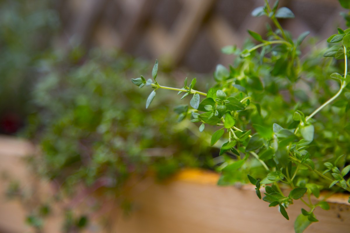 Thyme leads poultry herb research, while evidence on antimicrobial resistance remains limited