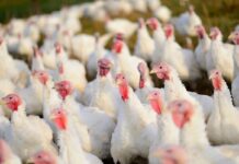 USDA raises US poultry production and export forecasts for 2026 and 2027