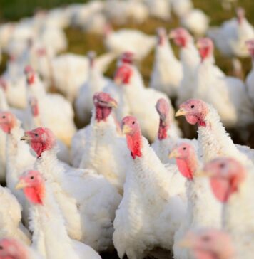 USDA raises US poultry production and export forecasts for 2026 and 2027