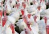 Brazil confirms Newcastle disease outbreak at turkey farm in Santa Catarina