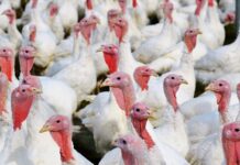 Brazil confirms Newcastle disease outbreak at turkey farm in Santa Catarina