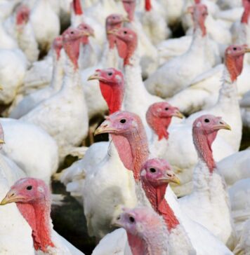 Brazil confirms Newcastle disease outbreak at turkey farm in Santa Catarina