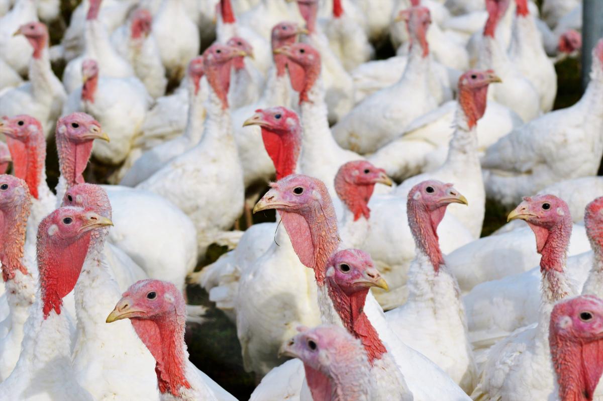 Brazil confirms Newcastle disease outbreak at turkey farm in Santa Catarina