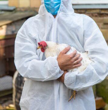 Bird flu: biosecurity rules reinstated in Schleswig-Holstein after three outbreaks