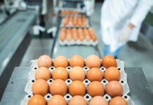Safeguarding the egg market: how disease control protects food security