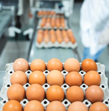 Safeguarding the egg market: how disease control protects food security