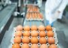Safeguarding the egg market: how disease control protects food security