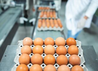 Safeguarding the egg market: how disease control protects food security