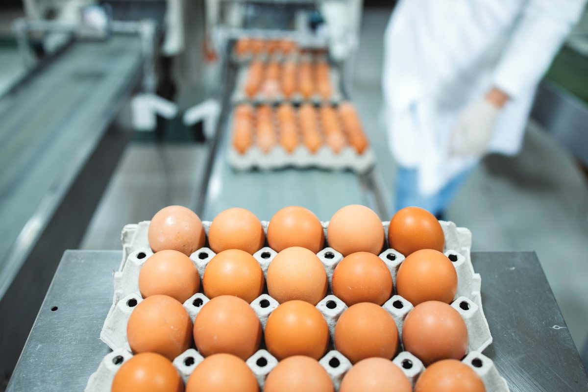 Safeguarding the egg market: how disease control protects food security