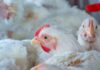 Rabobank: US broiler supplies to rise 1–1.5% in 2027, with feed costs slightly above 2026 levels