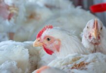 Rabobank: US broiler supplies to rise 1–1.5% in 2027, with feed costs slightly above 2026 levels