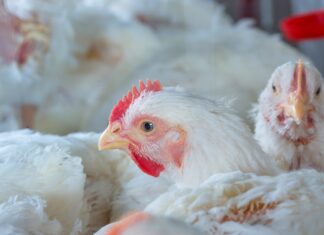 Rabobank: US broiler supplies to rise 1–1.5% in 2027, with feed costs slightly above 2026 levels