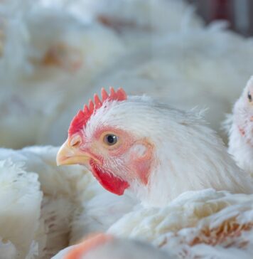 Rabobank: US broiler supplies to rise 1–1.5% in 2027, with feed costs slightly above 2026 levels