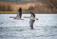 2026 USPOULTRY Live Production, Welfare & Biosecurity seminar highlights technology, bird welfare and biosecurity